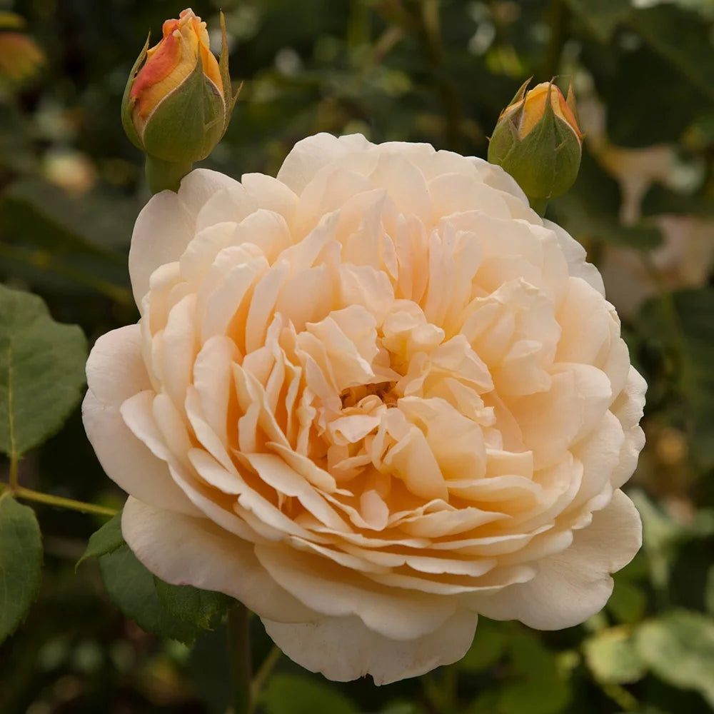 Yellow Own Root Rose Bush O921705