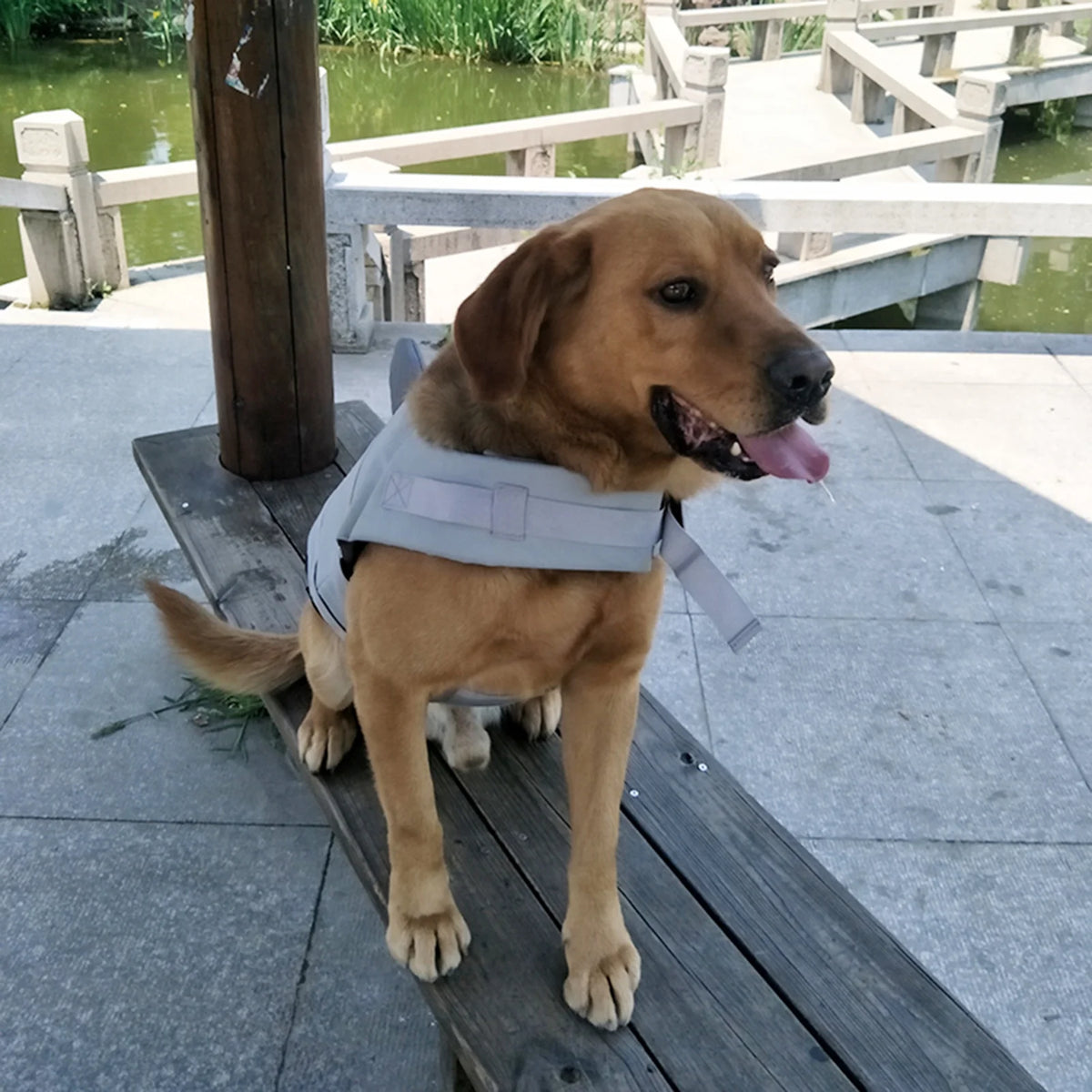 Dog Life Jacket Shark Swimsuit Vest Safety Wear T650