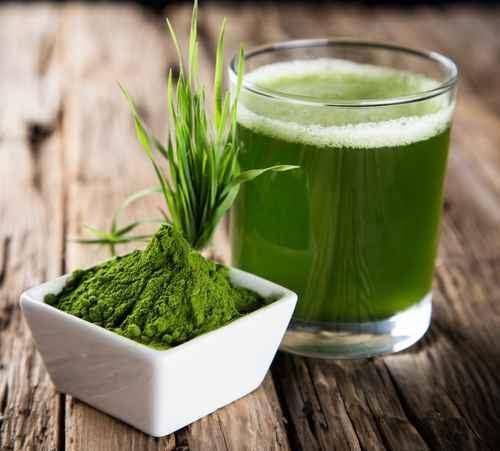 Organic Barley Grass Powder 55 lbs A153357