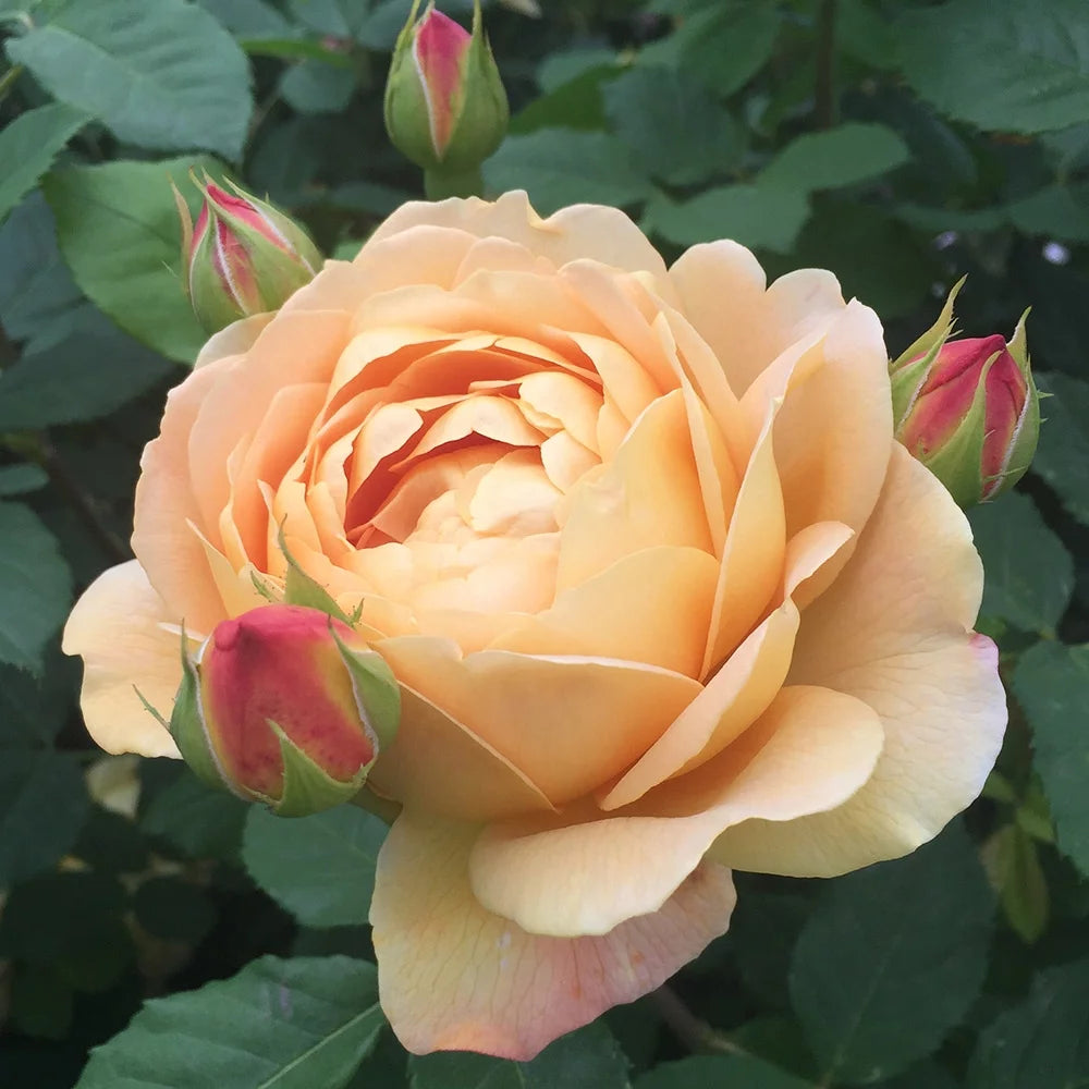 Yellow Own Root Rose Bush O921705