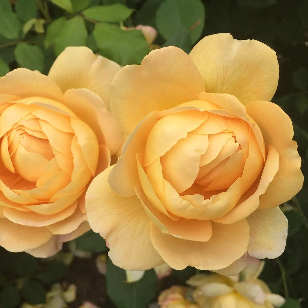 Yellow Own Root Rose Bush O921705