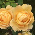 Yellow Own Root Rose Bush O921705
