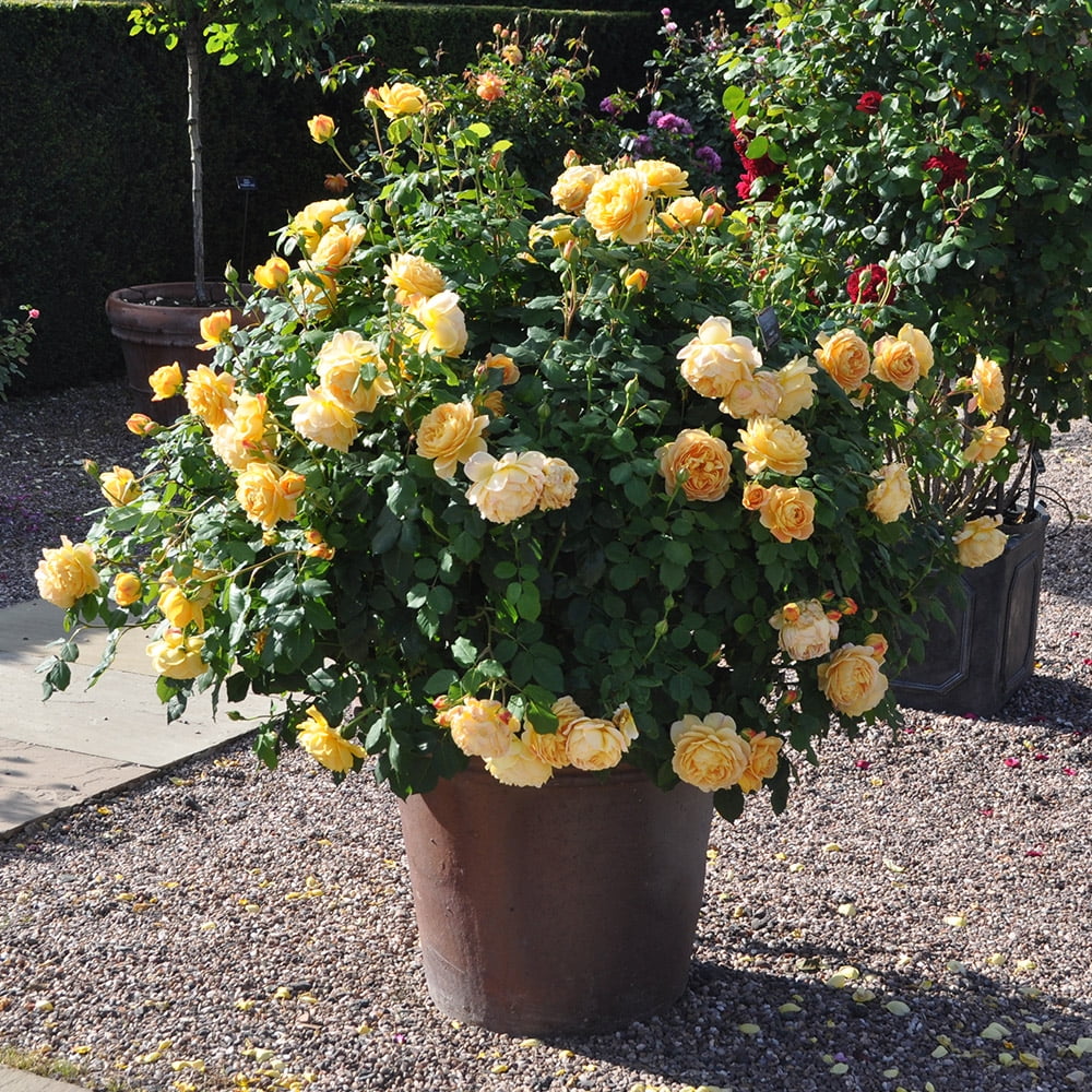 Yellow Own Root Rose Bush O921705