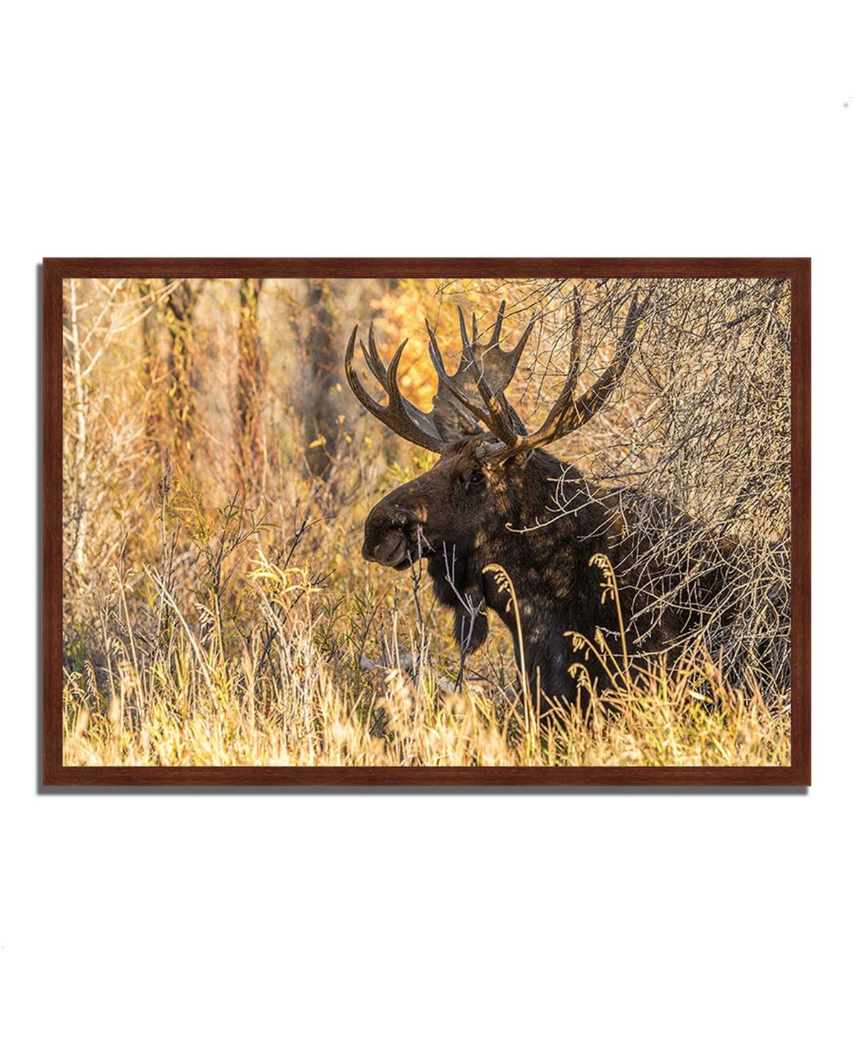 Black Antler Moose Framed Photograph Print C169