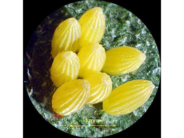 7X-45X Table Pillar Stand Zoom Binocular Stereo Microscope G5130