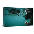 Galapagos Penguin Playing with Snorkeler Art Print F859