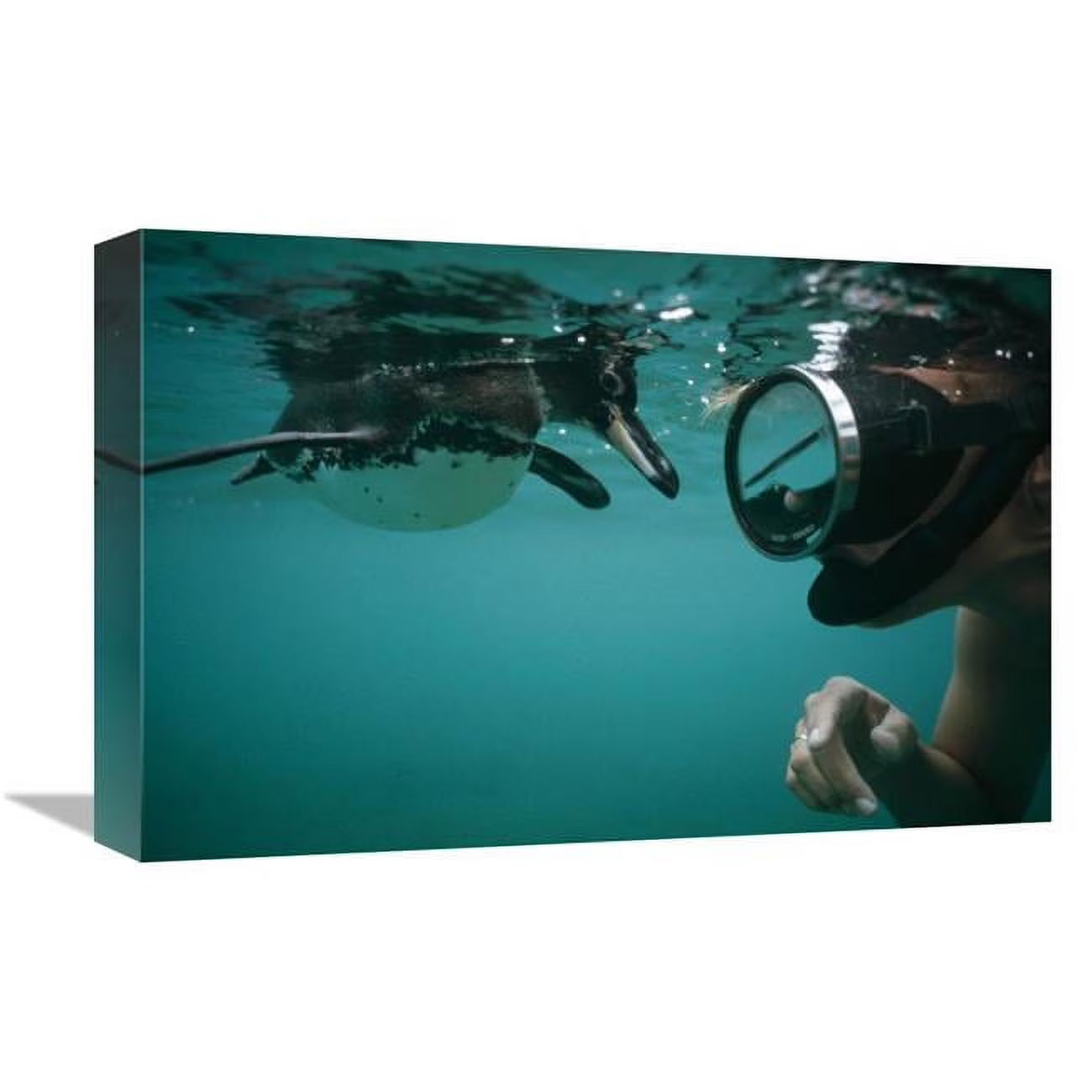 Galapagos Penguin Playing with Snorkeler Art Print F859